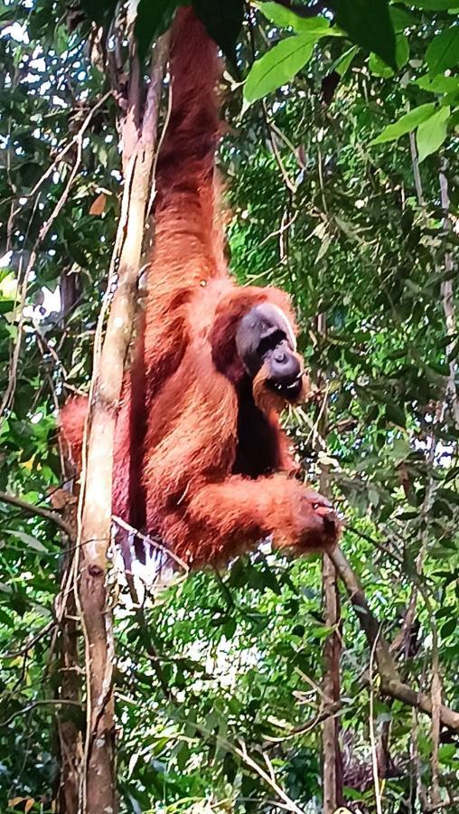 On The Rocks Bungalows, Restaurant And Jungle Trekking Tours Bukit Lawang