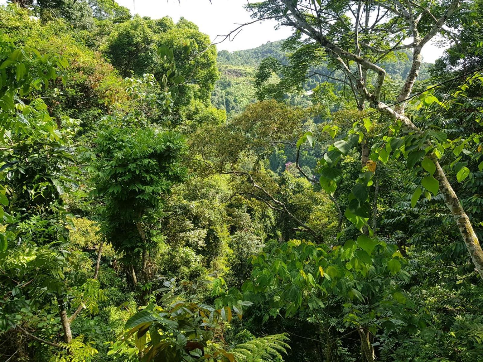 On The Rocks Bungalows, Restaurant And Jungle Trekking Tours
