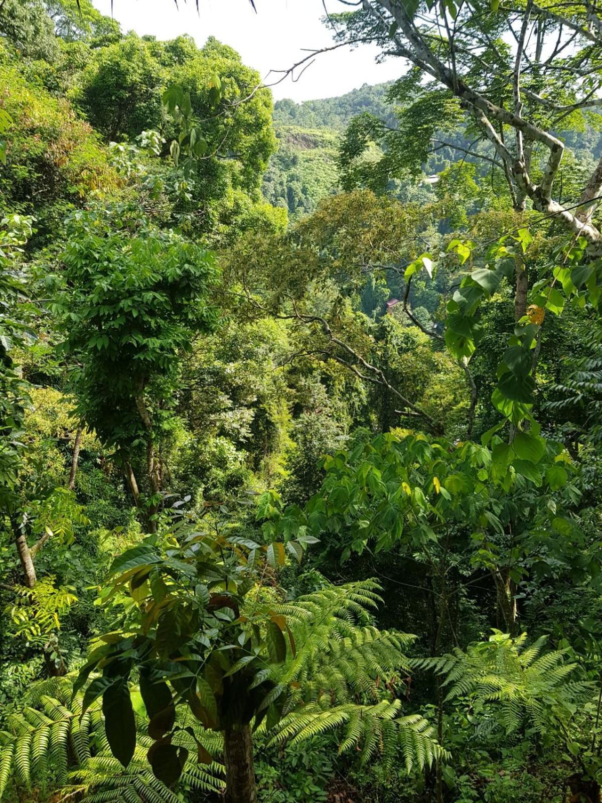 On The Rocks Bungalows, Restaurant And Jungle Trekking Tours Lodge *